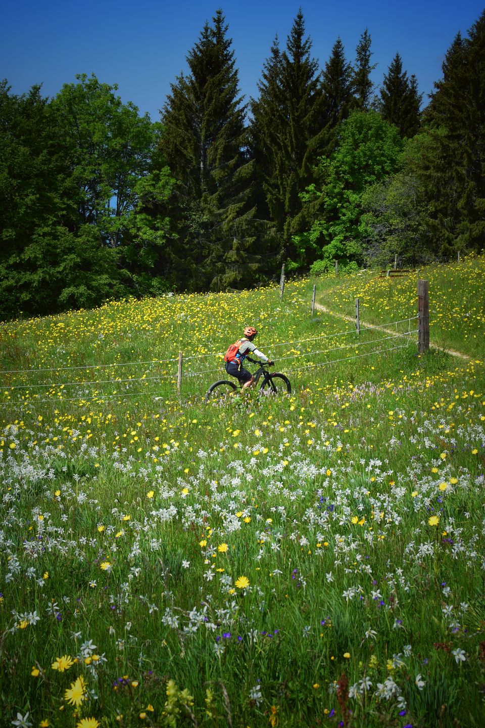 Photo of A hike through the Valley of Flowers of Switzerland by Aswathy & Sarath