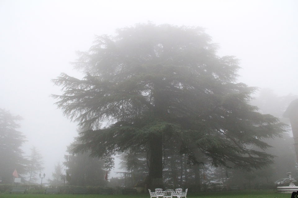 Photo of Narkanda – Through the trails of hills, rains, nature 14/49 by Nitin Sharma