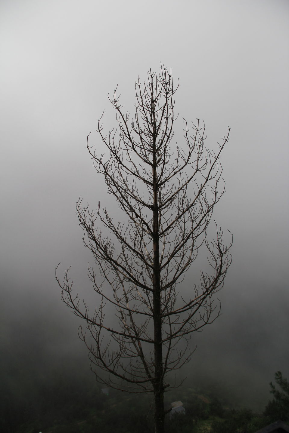 Photo of Narkanda – Through the trails of hills, rains, nature 22/49 by Nitin Sharma