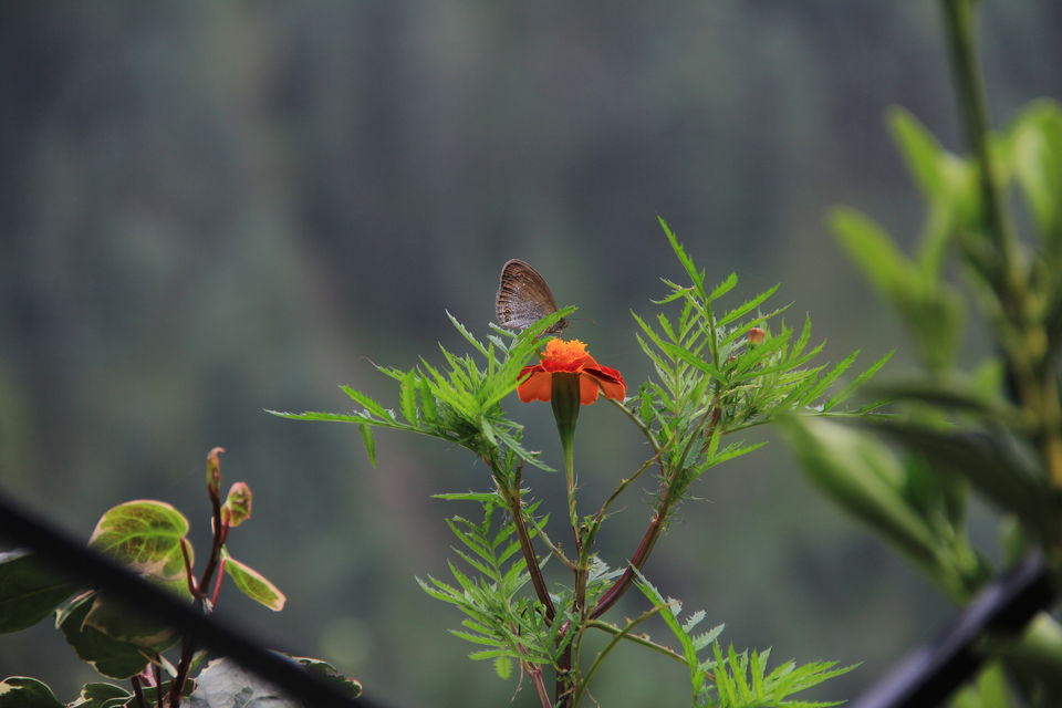 Photo of Narkanda – Through the trails of hills, rains, nature 24/49 by Nitin Sharma