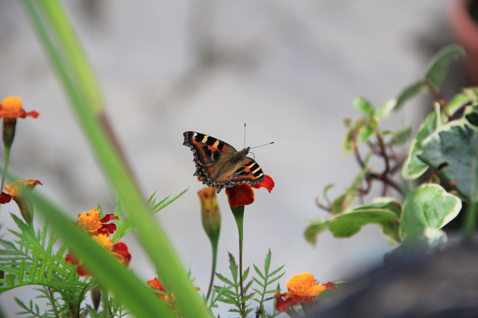 Photo of Narkanda – Through the trails of hills, rains, nature 25/49 by Nitin Sharma