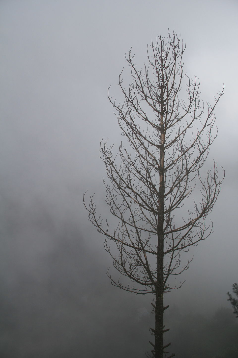 Photo of Narkanda – Through the trails of hills, rains, nature 34/49 by Nitin Sharma
