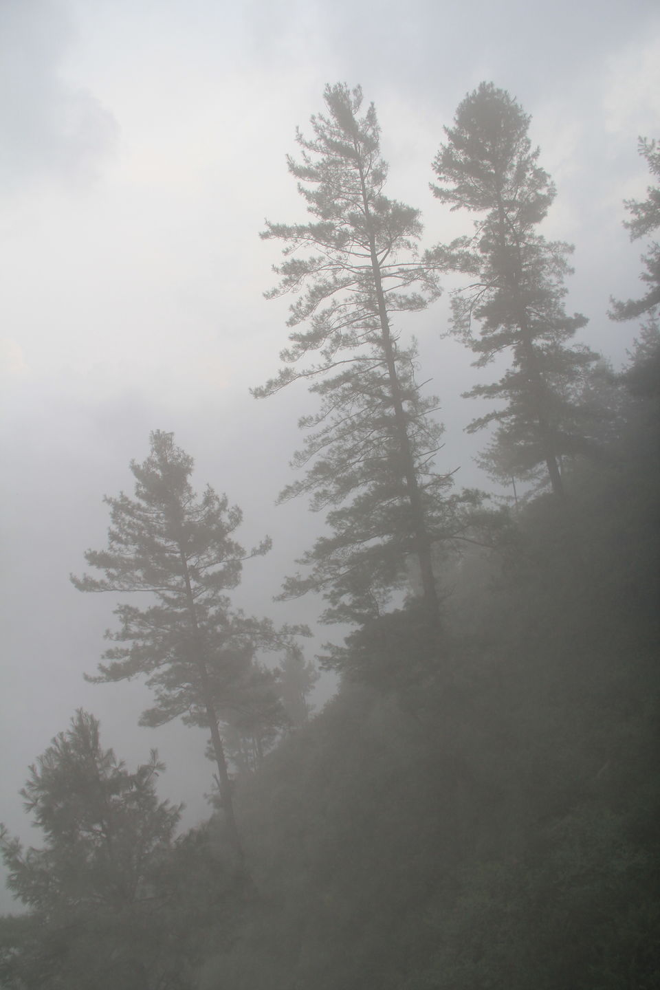 Photo of Narkanda – Through the trails of hills, rains, nature 35/49 by Nitin Sharma