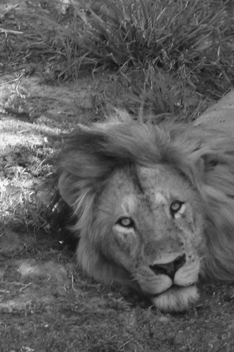 Photo of Kenya - Masai Mara Nature Trail by Nitin Sharma