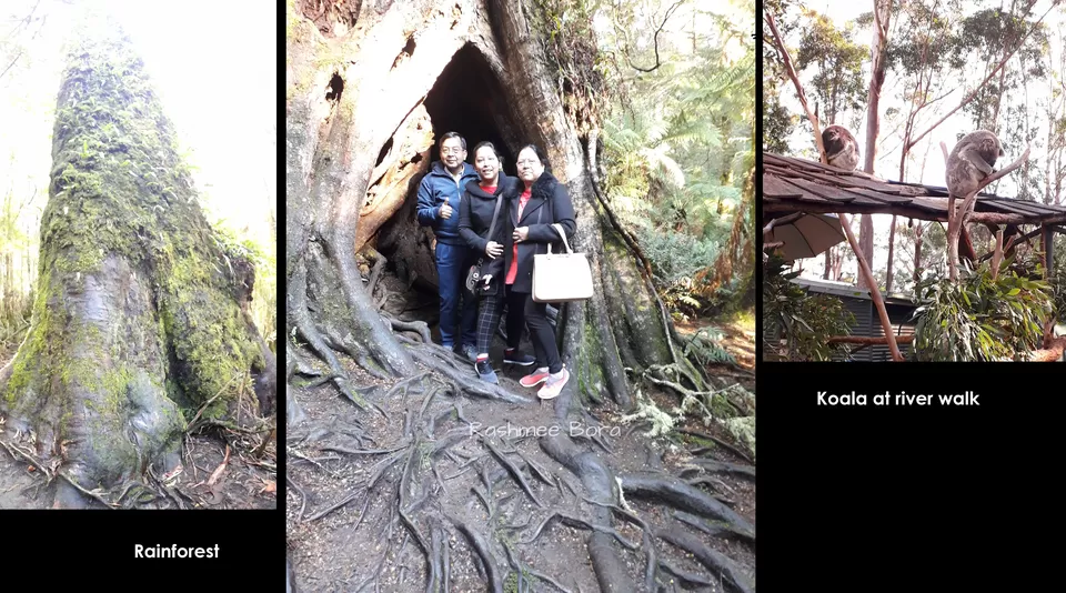 Photo of Maits Rest Rainforest Walk, Great Ocean Road, Cape Otway VIC, Australia by TheFoodieGlobetrotter