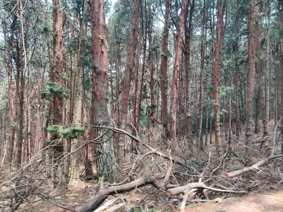 Photo of Kodaikanal Pine Forest by nishant nickson