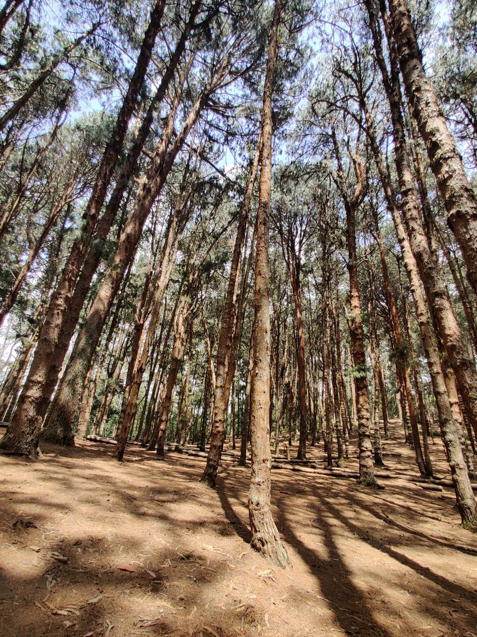 Photo of Kodaikanal Pine Forest by nishant nickson