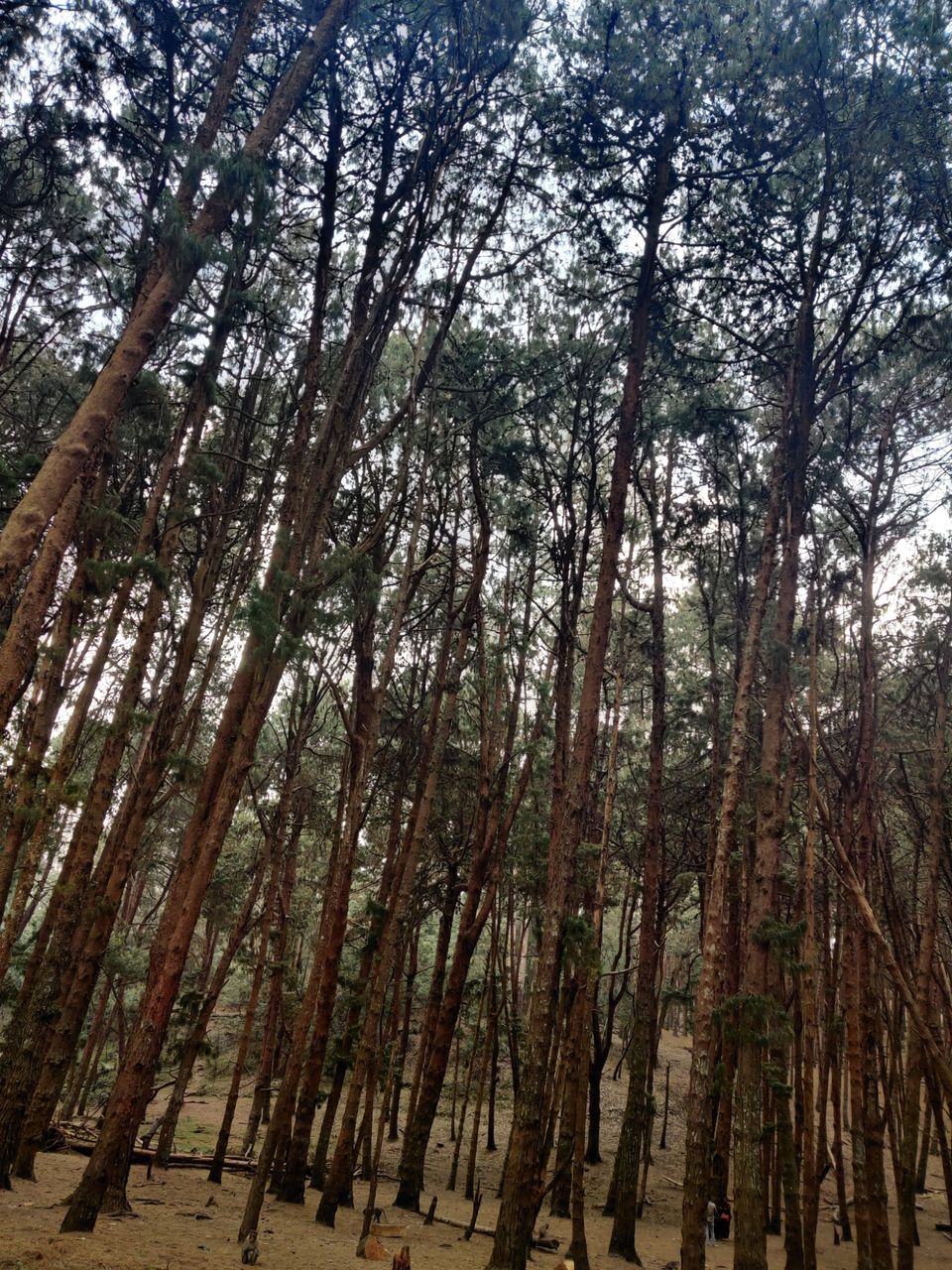 Photo of Kodaikanal Pine Forest by nishant nickson