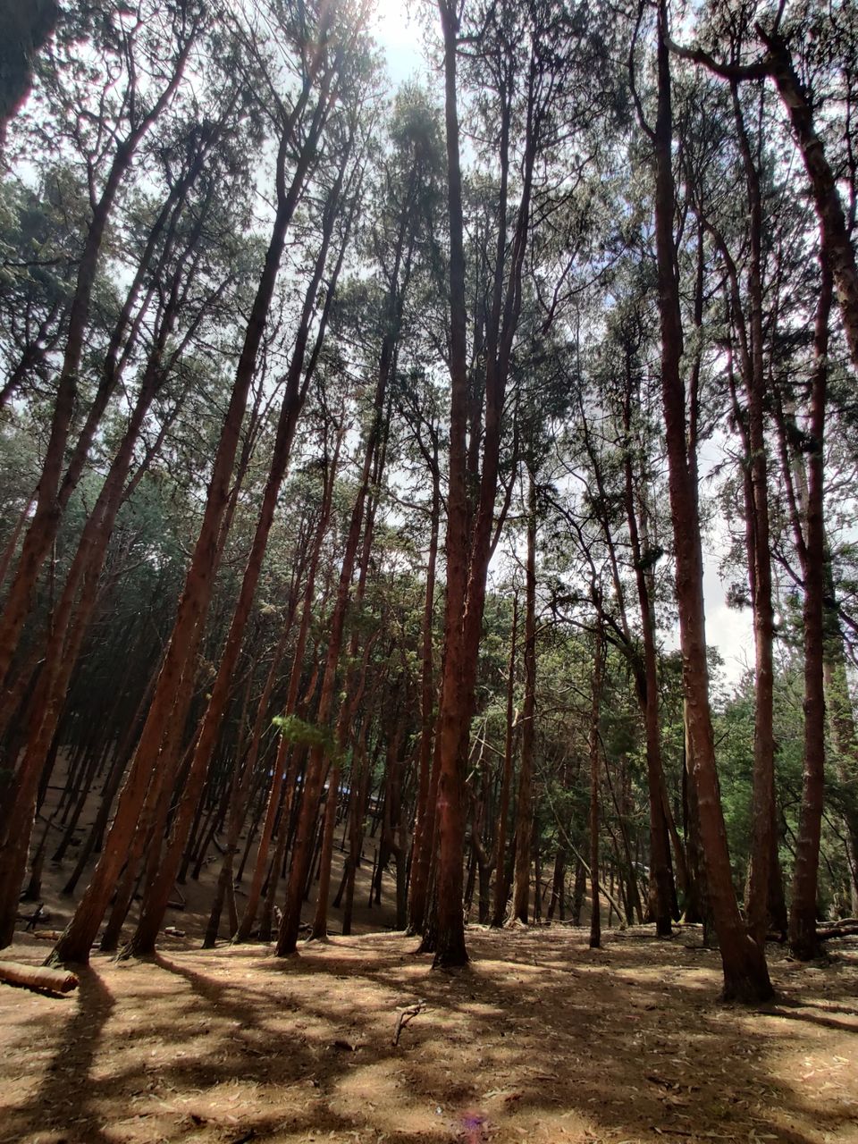 Photo of Kodaikanal Pine Forest by nishant nickson