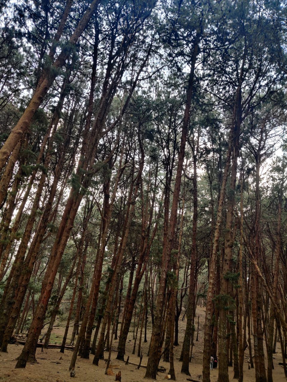 Photo of Kodaikanal Pine Forest by nishant nickson
