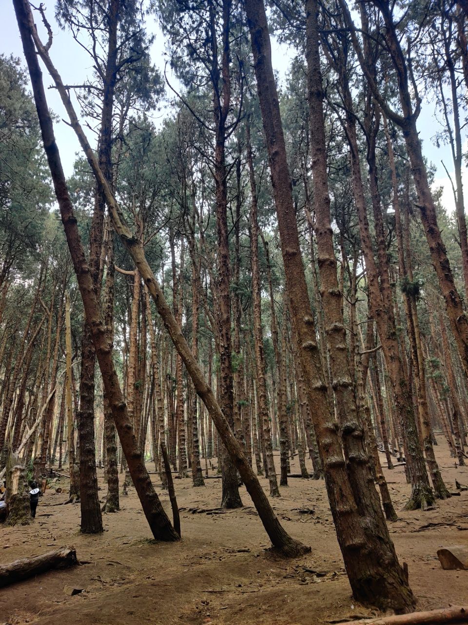 Photo of Kodaikanal Pine Forest by nishant nickson