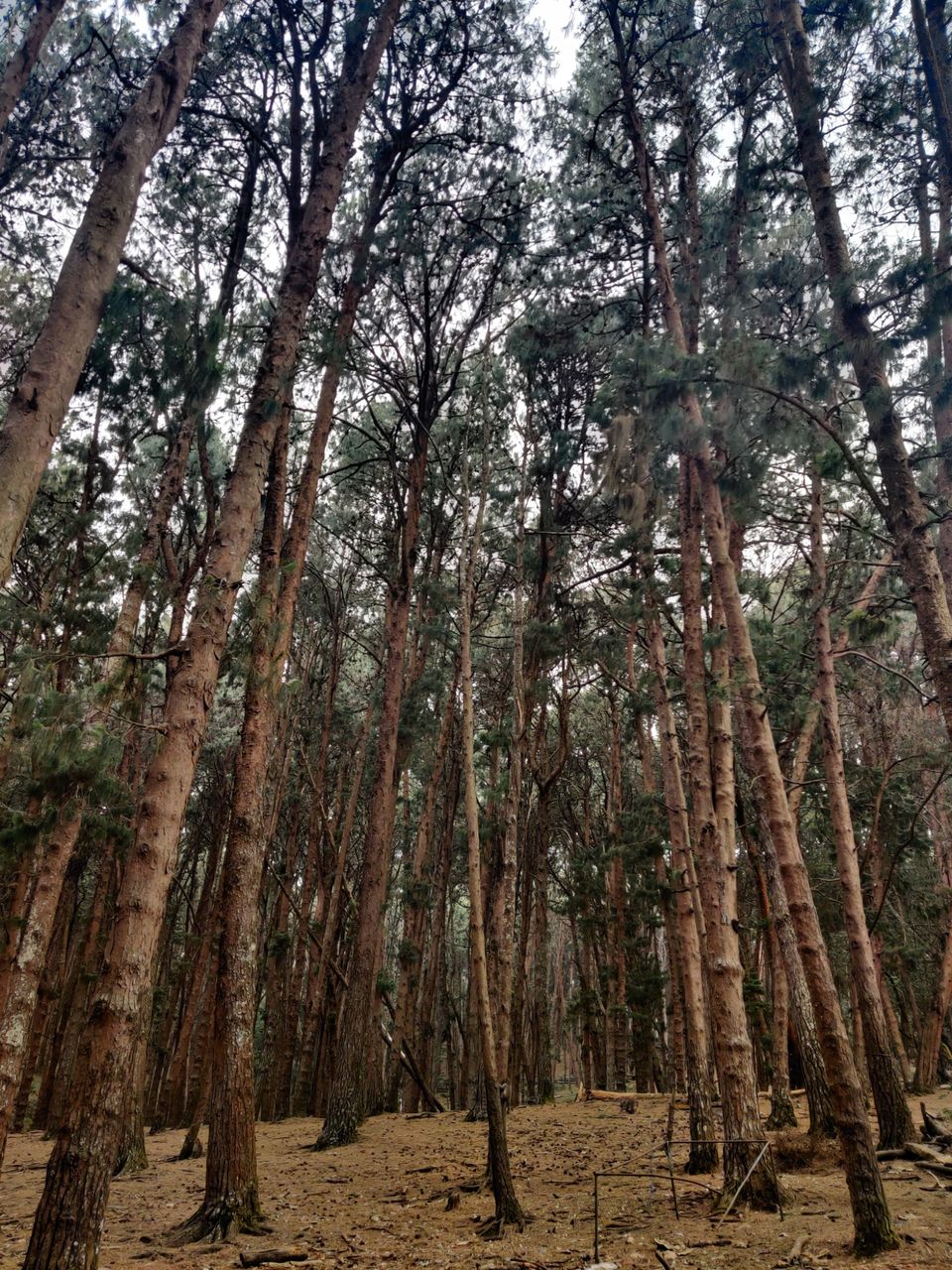 Photo of Kodaikanal Pine Forest by nishant nickson