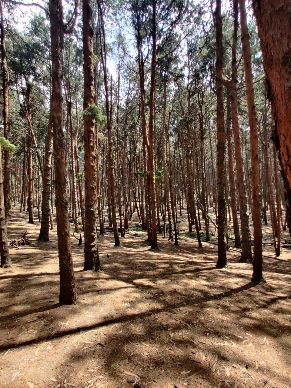 Photo of Kodaikanal Pine Forest by nishant nickson