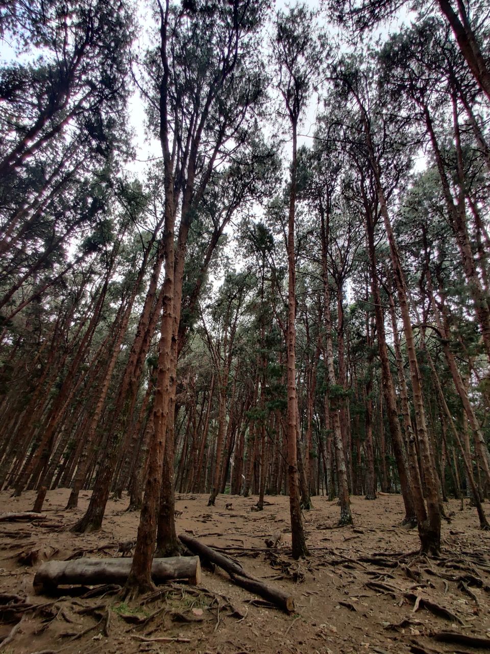 Photo of Kodaikanal Pine Forest by nishant nickson