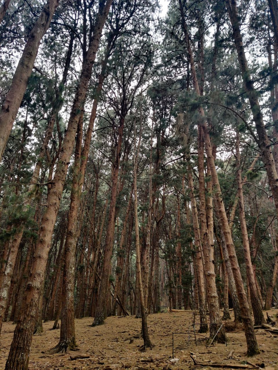 Photo of Kodaikanal Pine Forest by nishant nickson