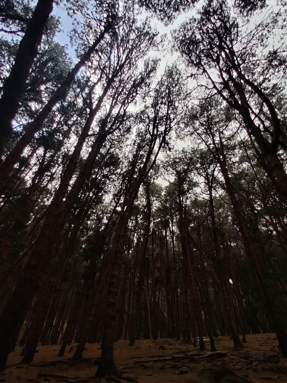Photo of Kodaikanal Pine Forest by nishant nickson