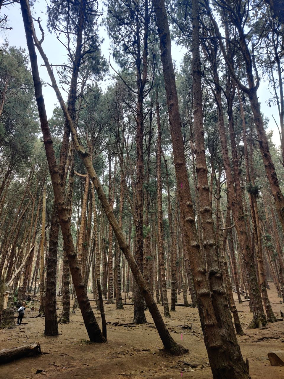 Photo of Kodaikanal Pine Forest by nishant nickson