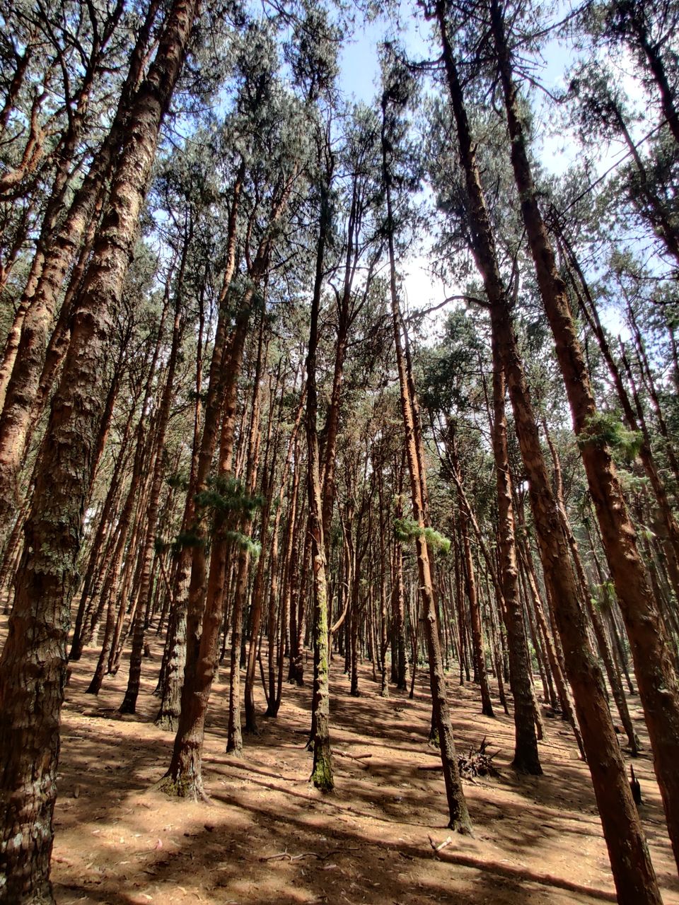 Photo of Kodaikanal Pine Forest by nishant nickson