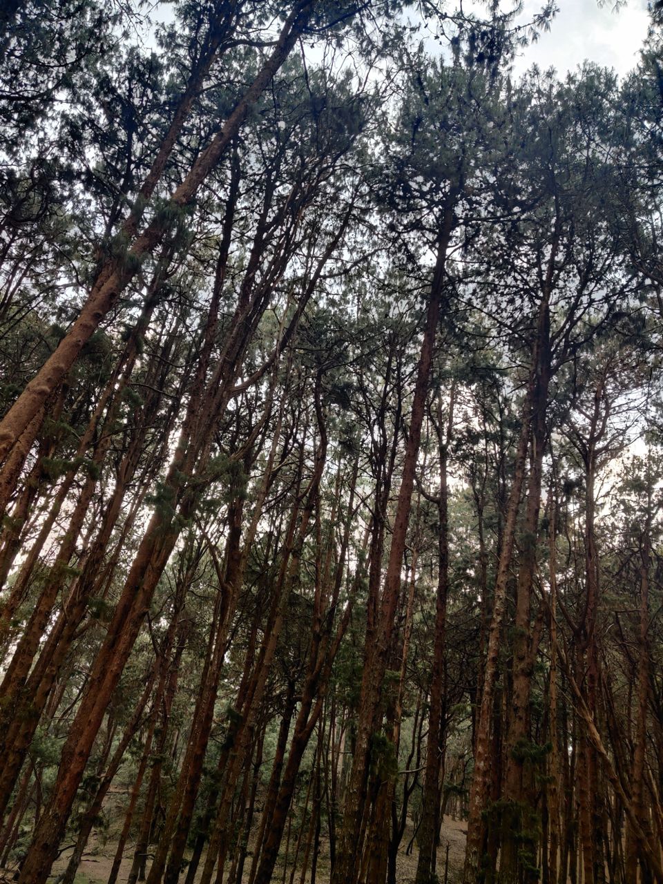 Photo of Kodaikanal Pine Forest by nishant nickson
