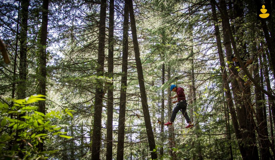 best treehouse stay in Himachal Pradesh