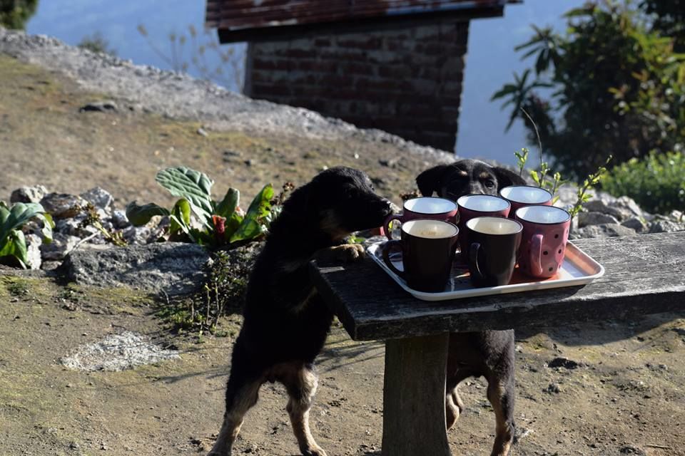 Photo of Dabaipani: a hidden hamlet near Darjeeling 2/18 by Saubhik Ghosh
