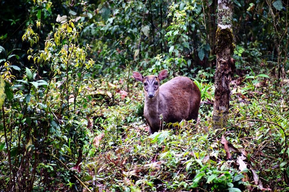Photo of Dabaipani: a hidden hamlet near Darjeeling 9/18 by Saubhik Ghosh