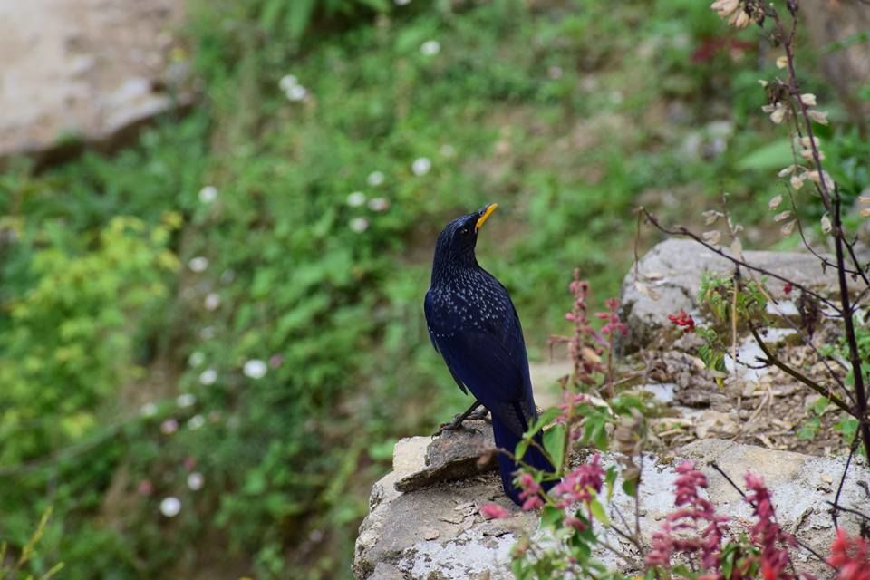 Photo of Dabaipani: a hidden hamlet near Darjeeling 16/18 by Saubhik Ghosh