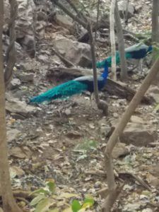 Photo of Baby N in the land of Rajputs - Adventures with Nirvaan 11/29 by Saubhik Ghosh