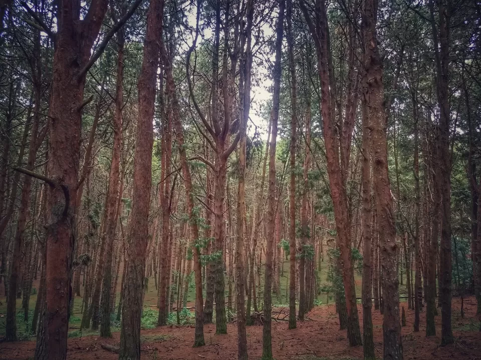 Photo of Kodaikanal, Tamil Nadu, India by Satish Mohapatra