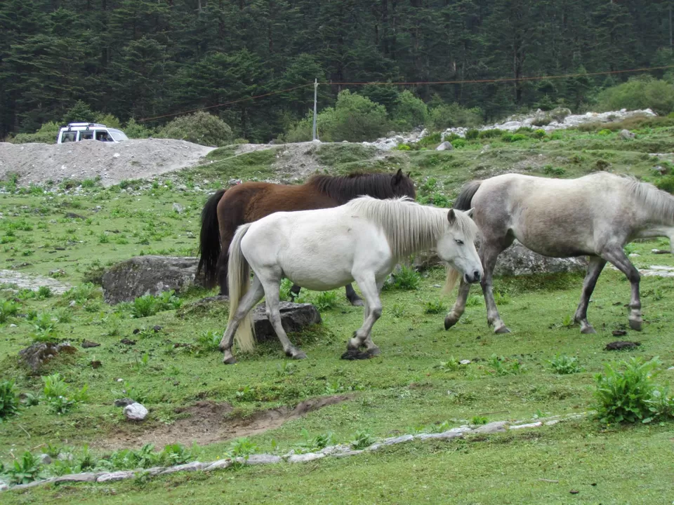 Photo of Yumthang Valley by Anupam Debnath