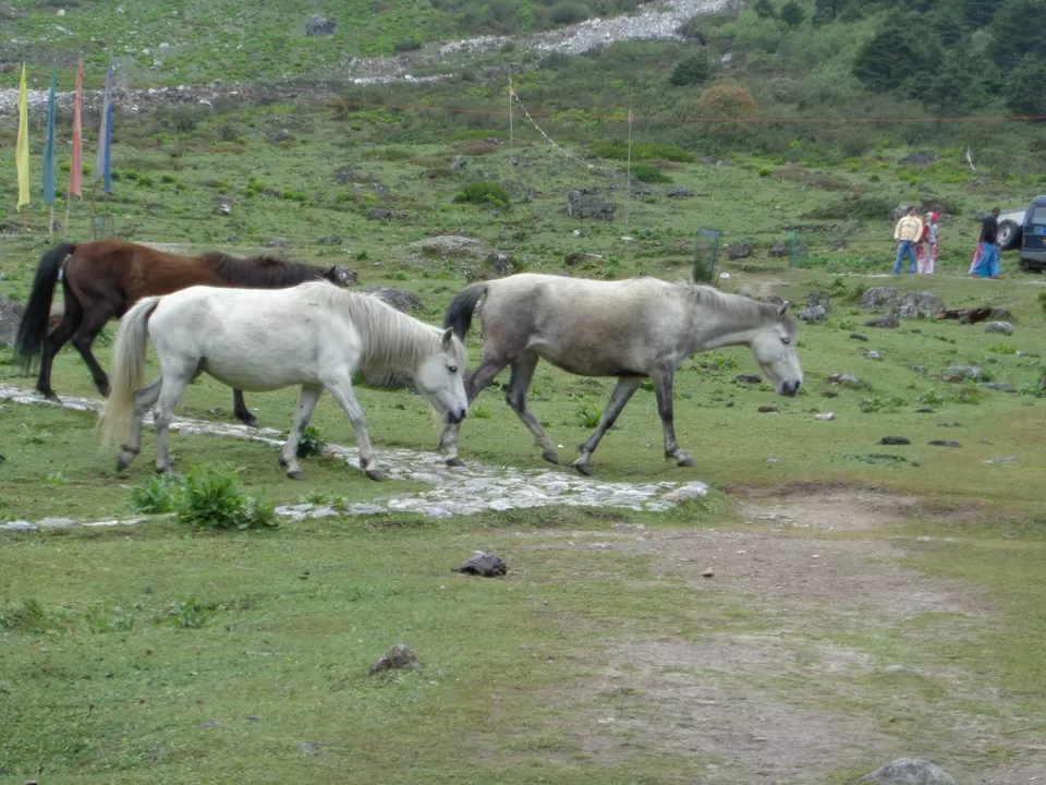 Photo of Yumthang Valley by Anupam Debnath