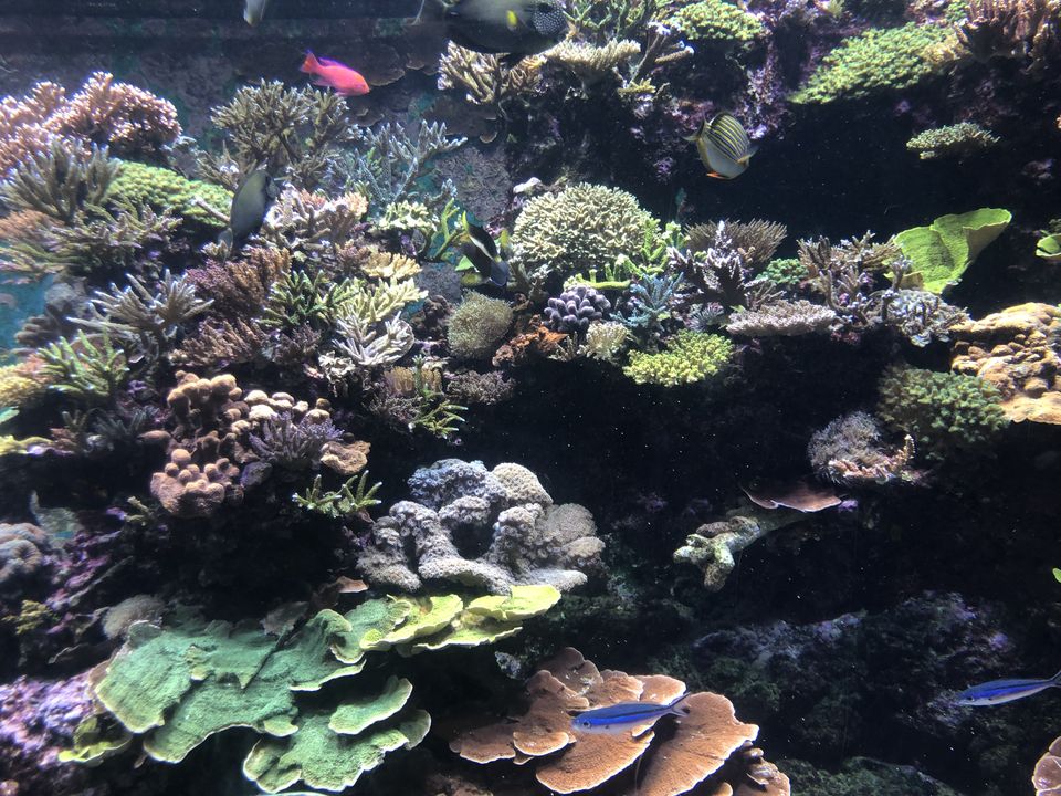 Photo of Sentosa Island, Singapore by Shubhi Choudhary