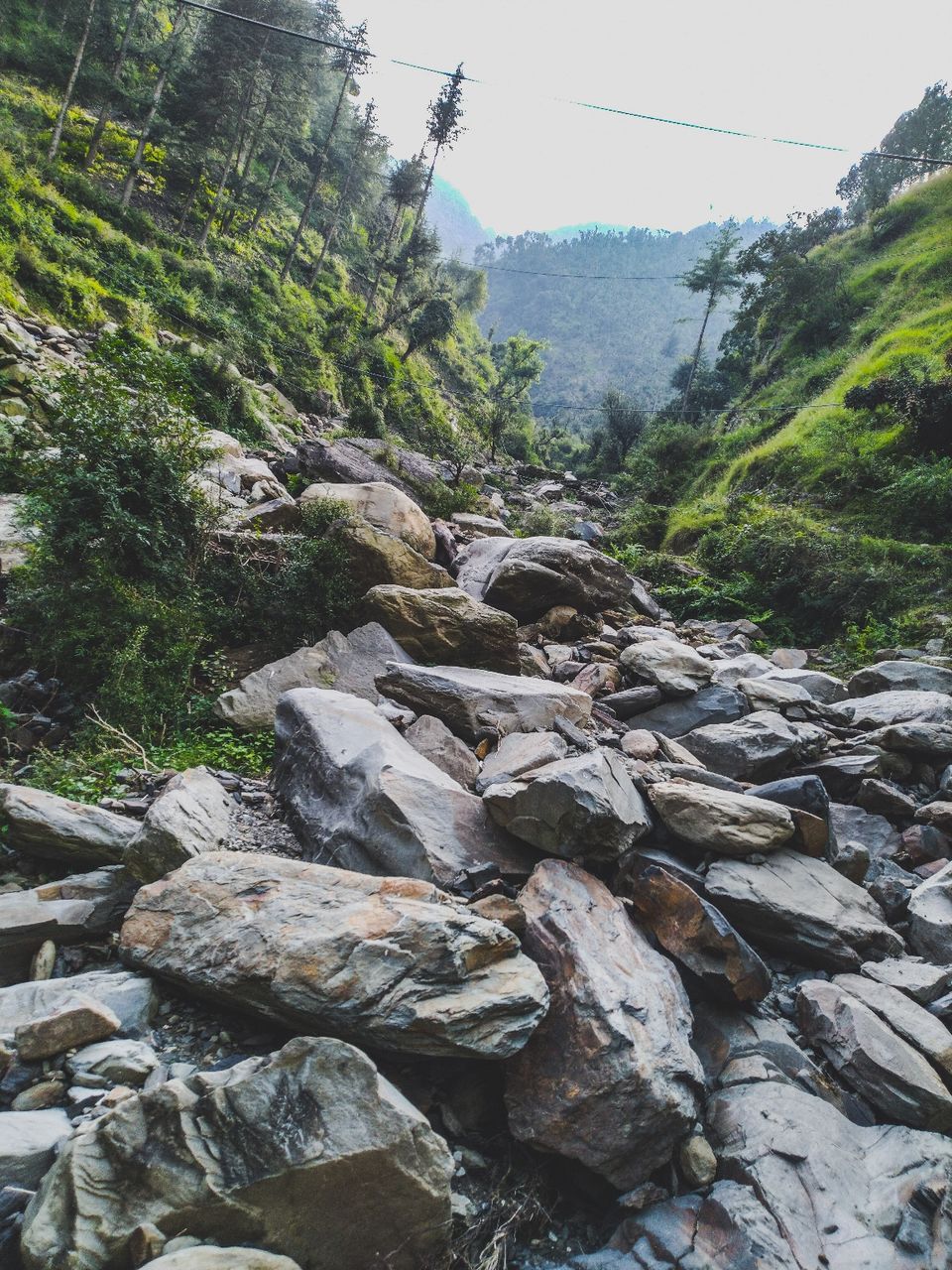 Photo of Bagi by Osho Tiwary