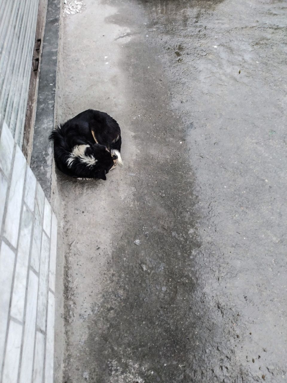 Photo of Bagi by Osho Tiwary