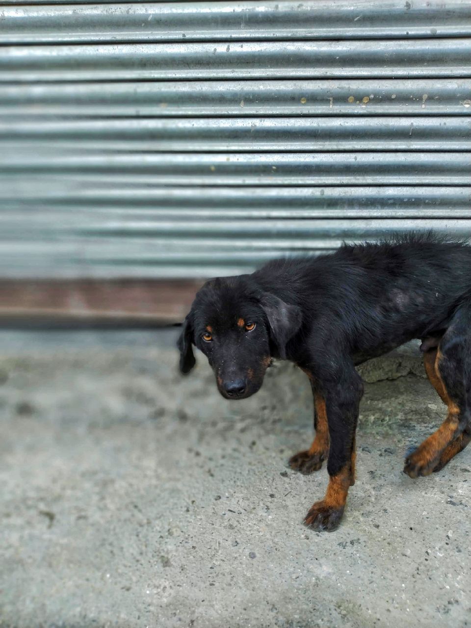 Photo of Bagi by Osho Tiwary