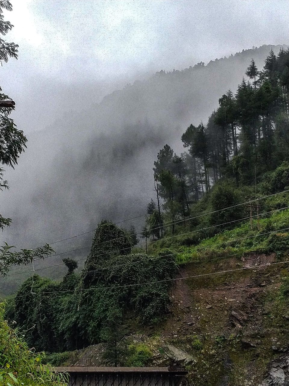 Photo of Bagi by Osho Tiwary
