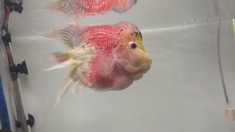 Photo of Ratnagiri Marine Fish Museum, Zadgaon, Ratnagiri, Maharashtra, India by Harikrishna Natrajan