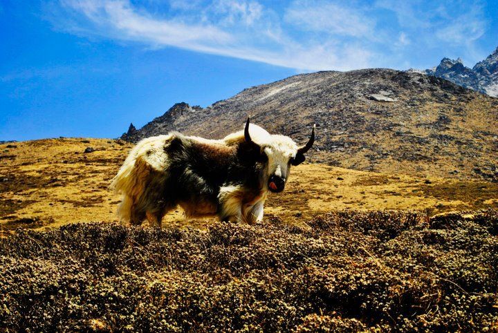 Photo of Dingboche, Eastern Region, Nepal by Shubham Yadav