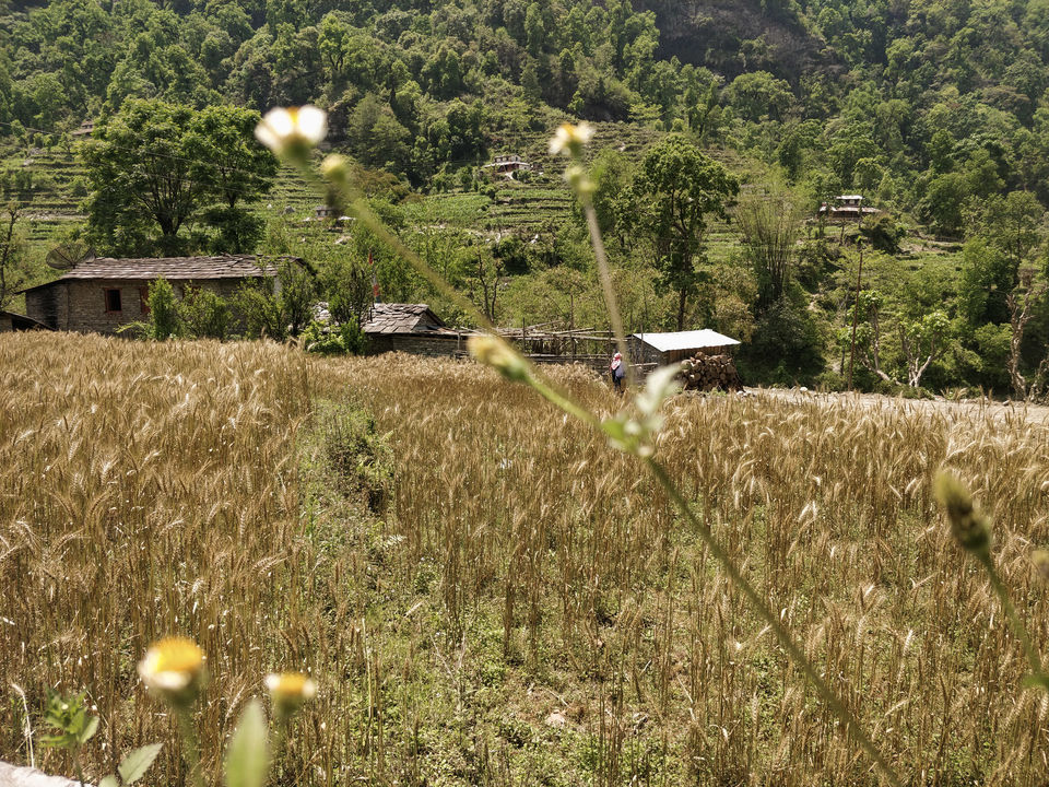 Photo of A 4 day trek to the mighty Himalayas in Nepal- Ghorepani Poon Hill 13/41 by Kheervani