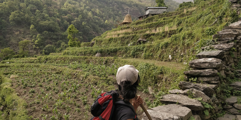 Photo of A 4 day trek to the mighty Himalayas in Nepal- Ghorepani Poon Hill 14/41 by Kheervani
