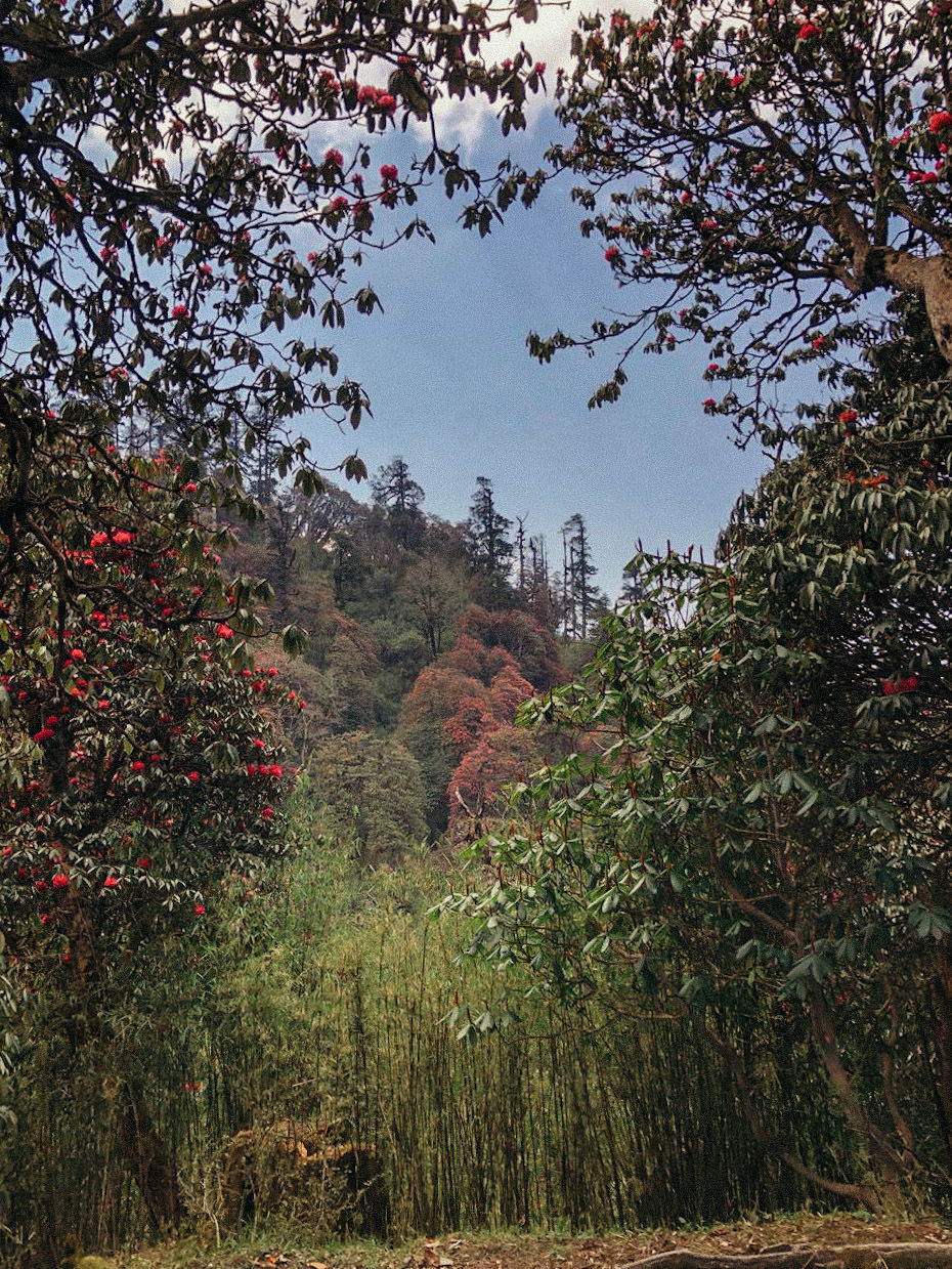Photo of A 4 day trek to the mighty Himalayas in Nepal- Ghorepani Poon Hill 29/41 by Kheervani