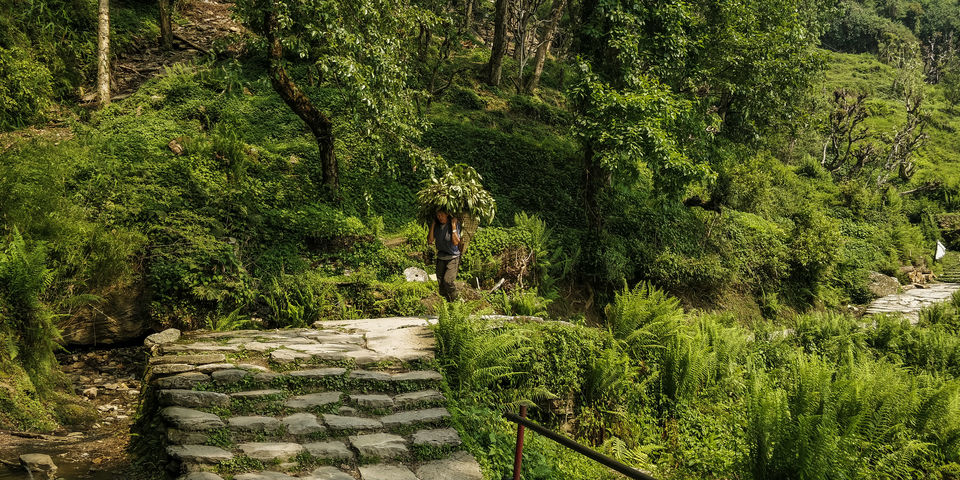 Photo of A 4 day trek to the mighty Himalayas in Nepal- Ghorepani Poon Hill 40/41 by Kheervani