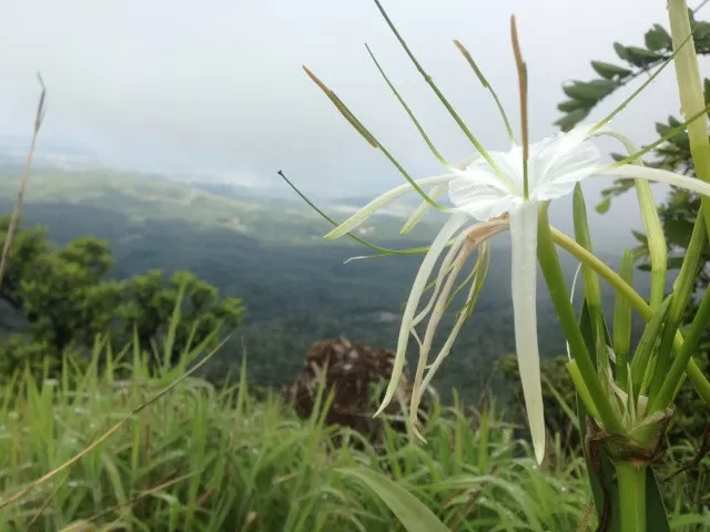 Photo of Mullayanagiri Peak, Pandaravalli, Karnataka, India by srijalism