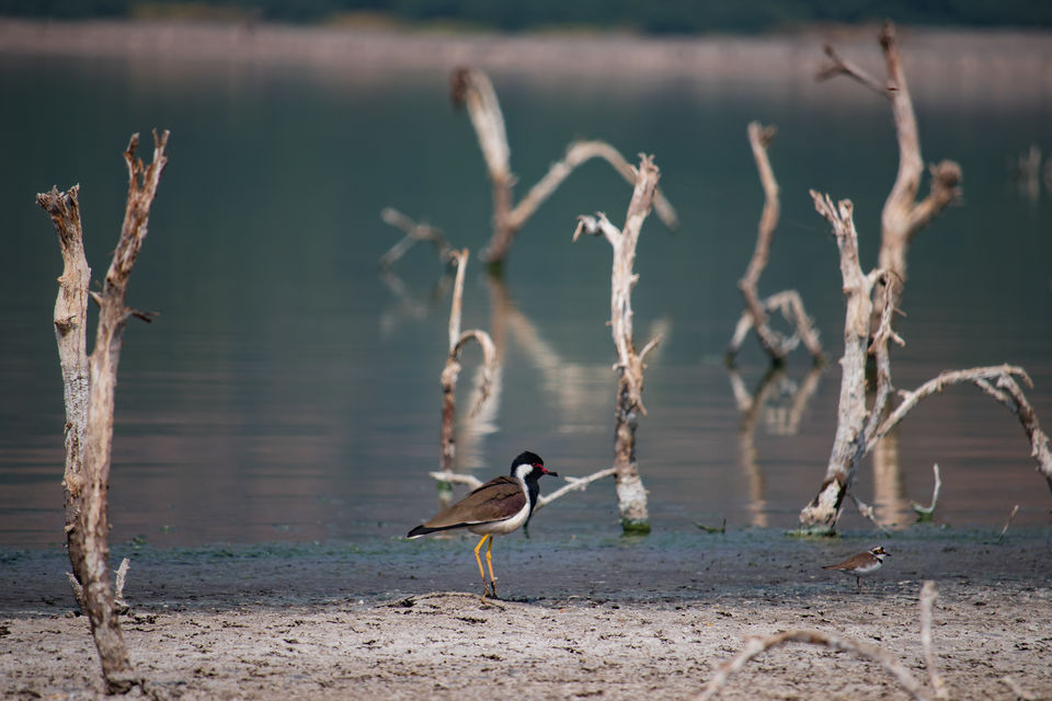 Photo of Lonar Lake, Maharashtra by Padmanabh Choudhury