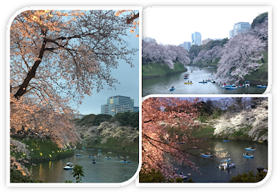 Photo of Sakura Viewing in Japan - Mar' - Apr'19 by Purvika Bazari