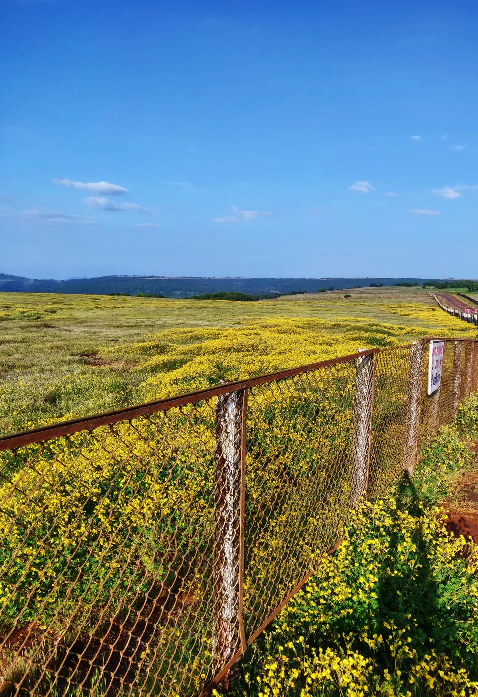 Photo of Kaas Plateau of Flowers, Maharashtra by Deepa Khanolkar