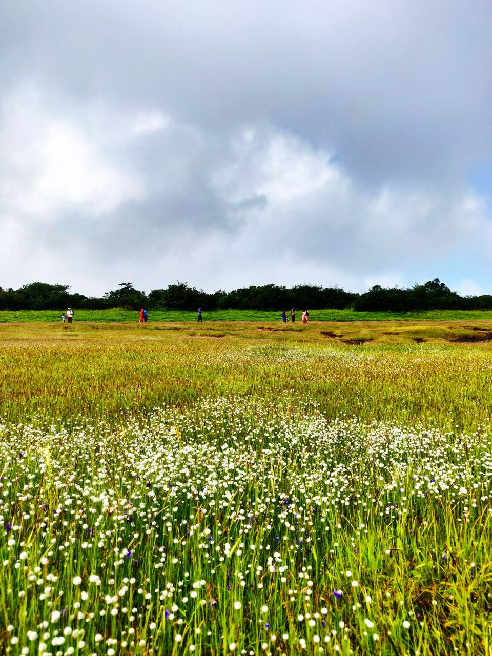 Photo of When Kaas was not 'Kaash' anymore #BucketList2019 by Deepa Khanolkar