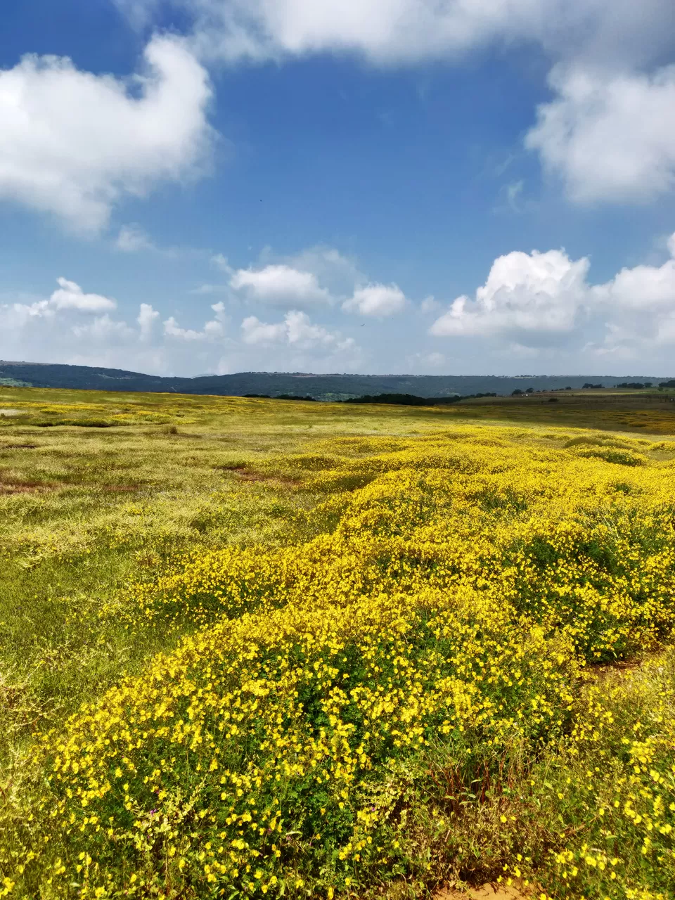Photo of When Kaas was not 'Kaash' anymore #BucketList2019 by Deepa Khanolkar
