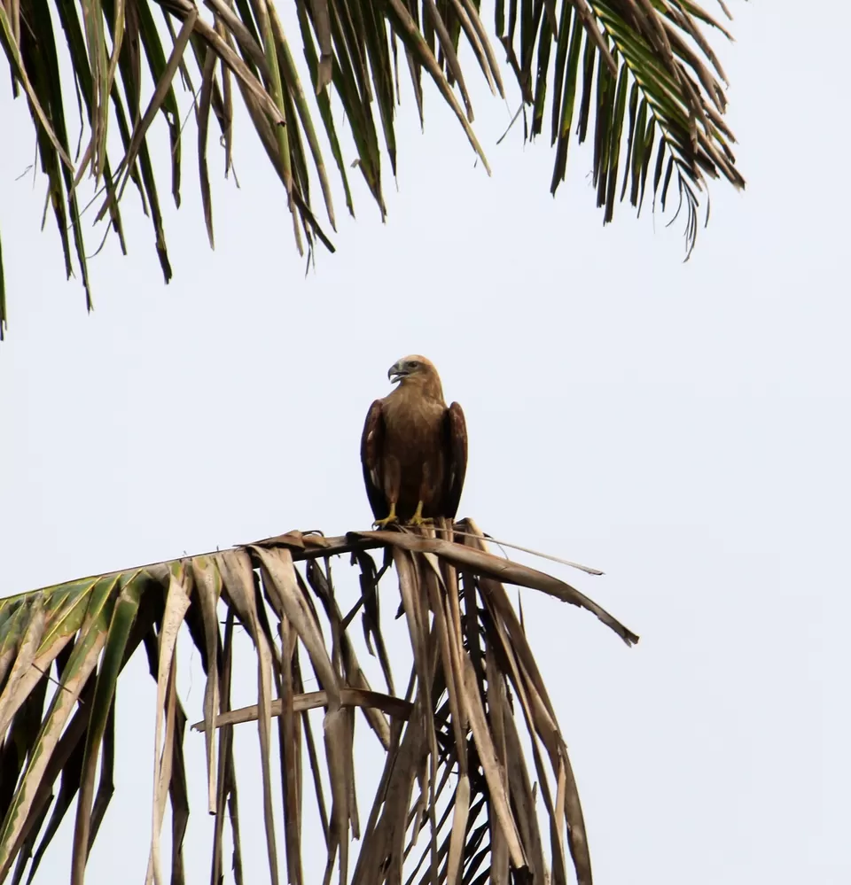 Photo of Gopalpur-on-Sea, Odisha, India by Shreya Behera