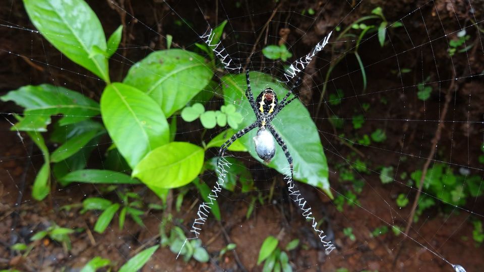 Photo of The Satavahana Trade Route – Trek to Naneghat in Western Ghats, India 17/18 by Dipanwita Chakraborty